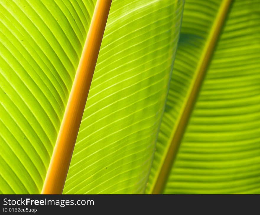 Natural Abstract created by the large leaves of a tropical tree. Natural Abstract created by the large leaves of a tropical tree