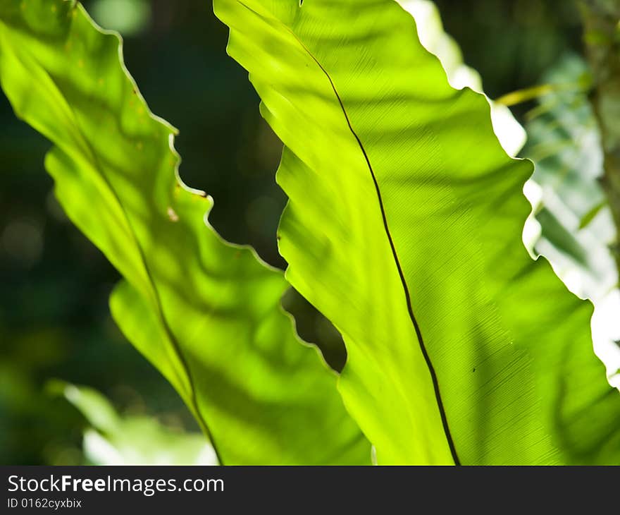 Large fronds of the bird nest fern. Large fronds of the bird nest fern