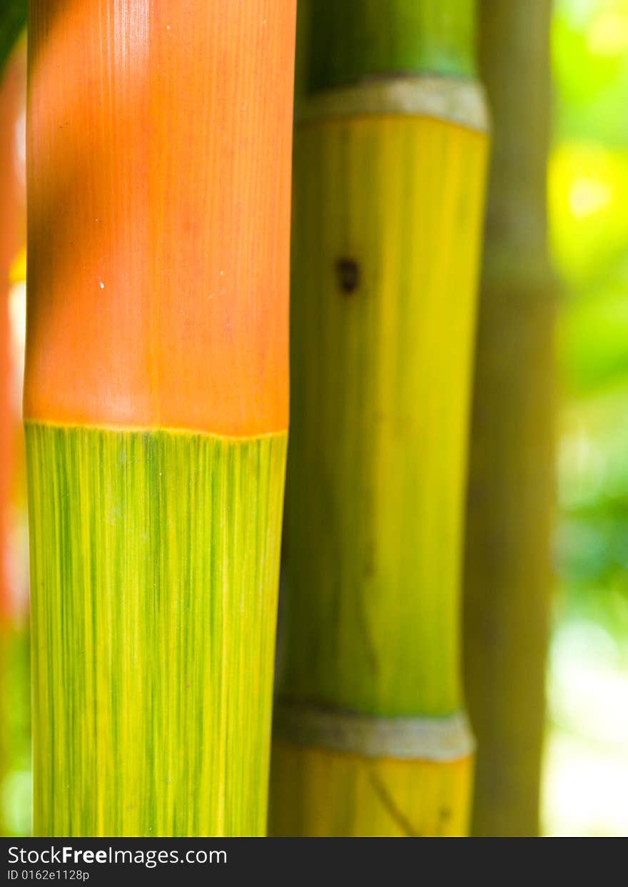 Natural abstract from the trunks of the sealing wax palm tree. Natural abstract from the trunks of the sealing wax palm tree.