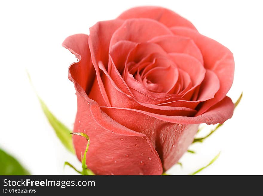 Red rose isolated on white background.