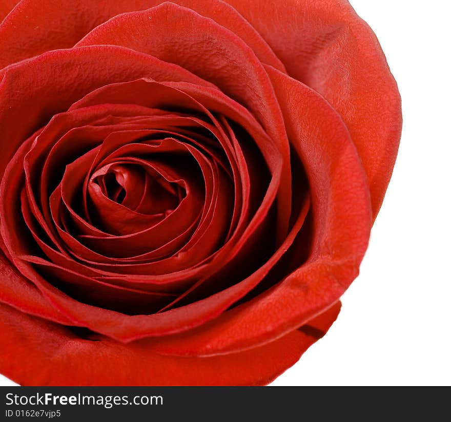 Red rose isolated on white background.