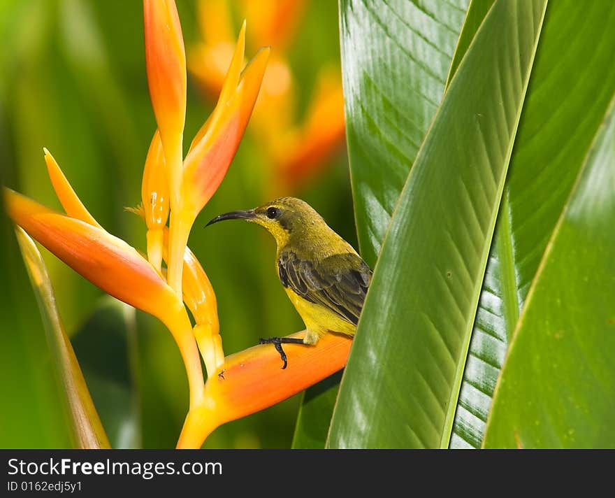 Female olive backed sunbird foraging in the dense cluster of heliconia leaves. Female olive backed sunbird foraging in the dense cluster of heliconia leaves