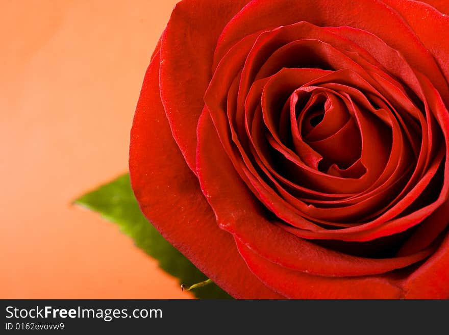 Red rose isolated on red background.