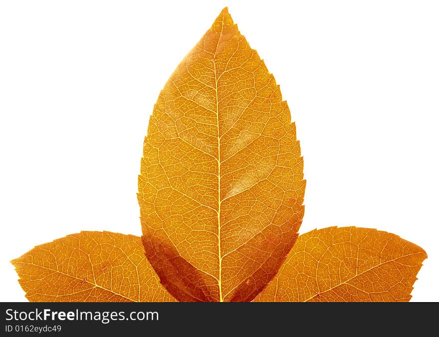 Yellow Autumn Leaves Closeup Background. Yellow Autumn Leaves Closeup Background