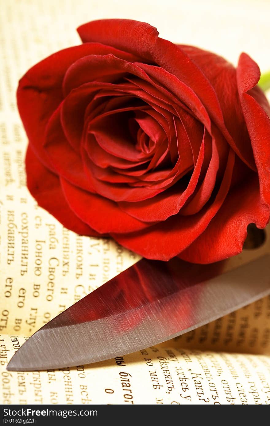 Beautiful red rose on book. Beautiful red rose on book