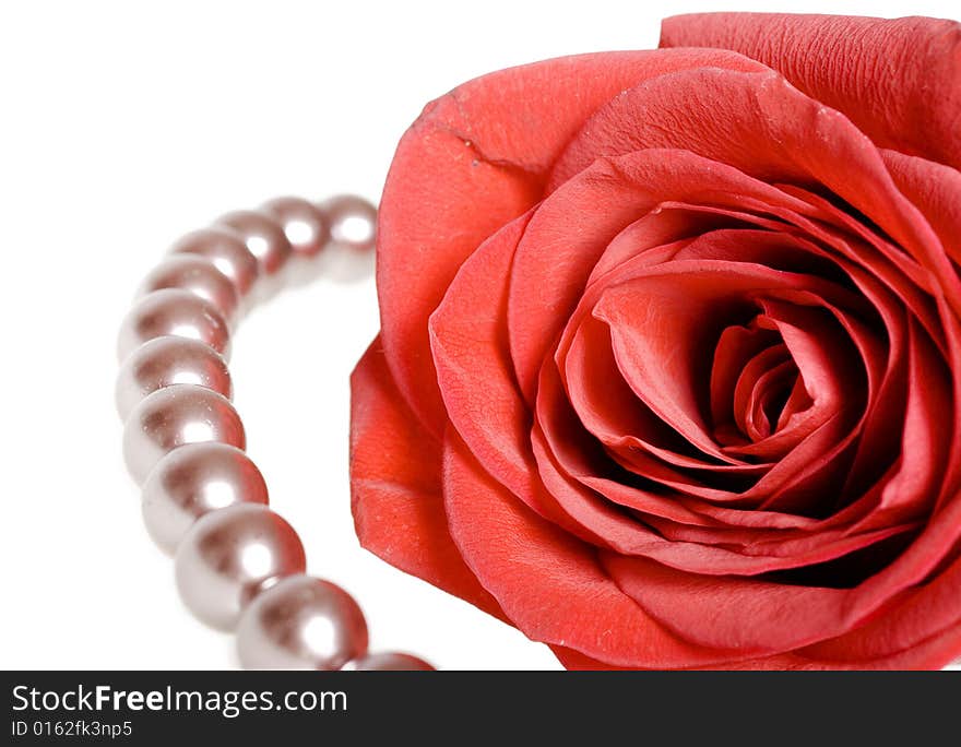 Red rose isolated on white background.