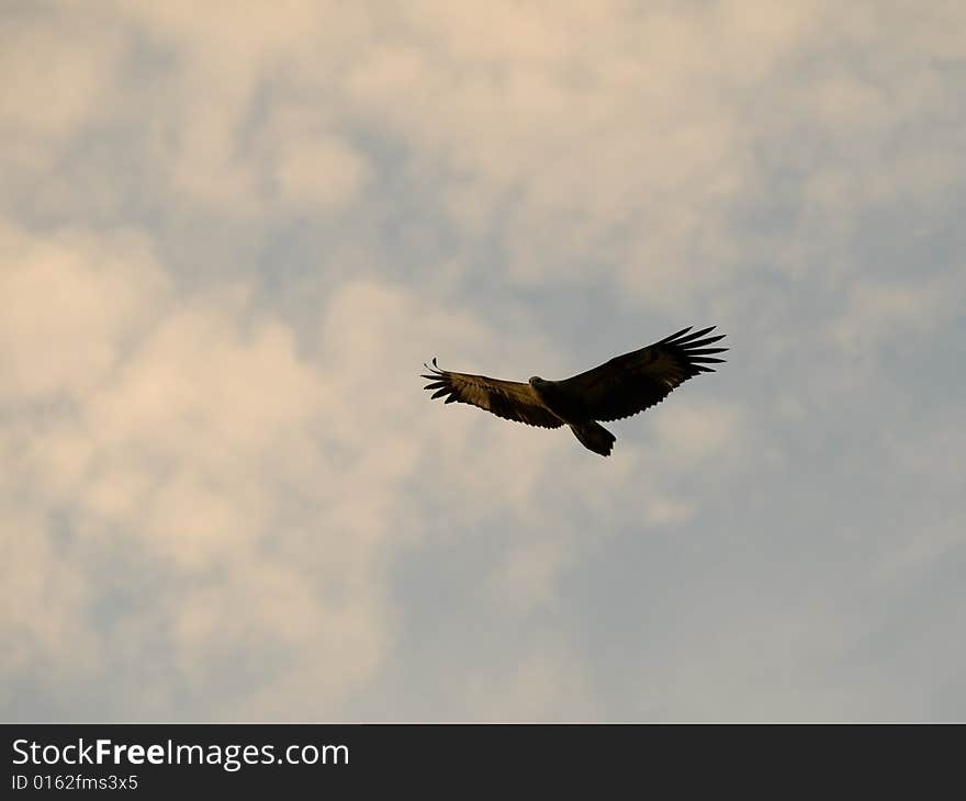 Eagle On Patrol