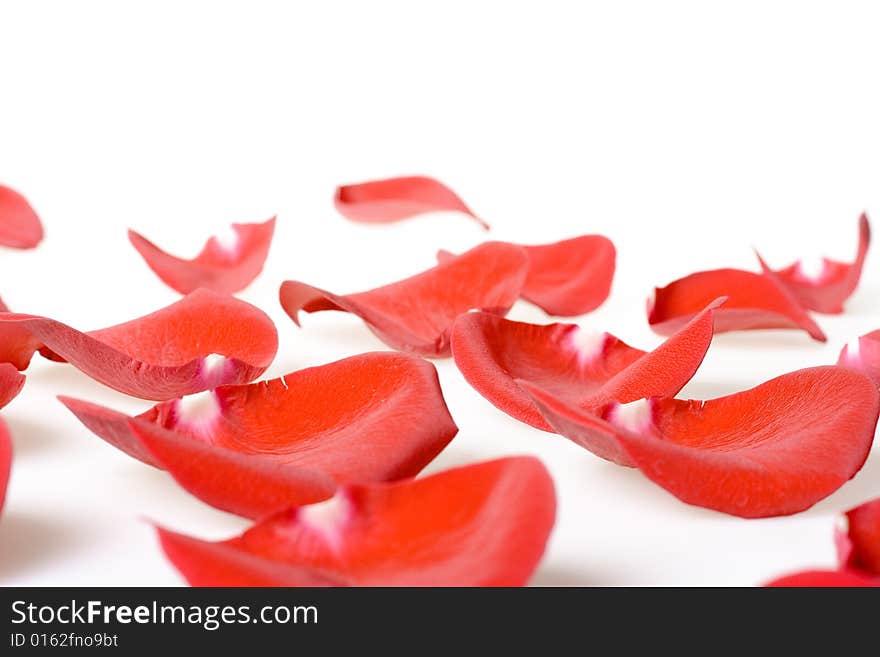 Red rose petals isolated on white background.