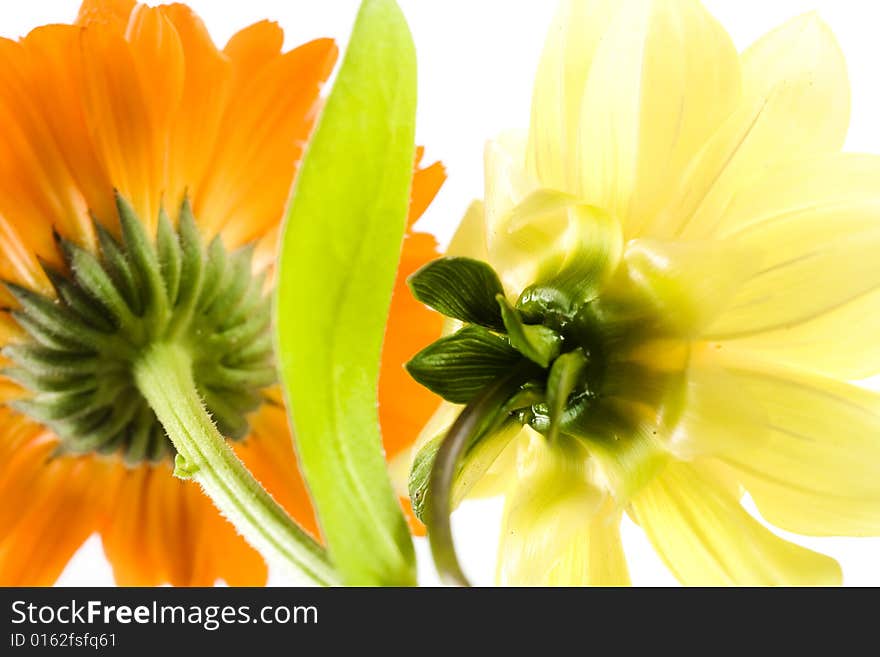 Flowers isolated on white background.