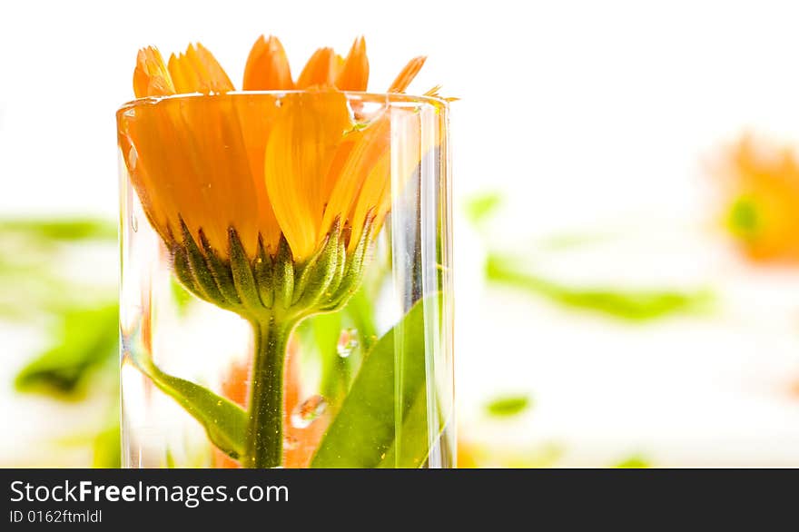 Flower isolated on white background. Flower isolated on white background.