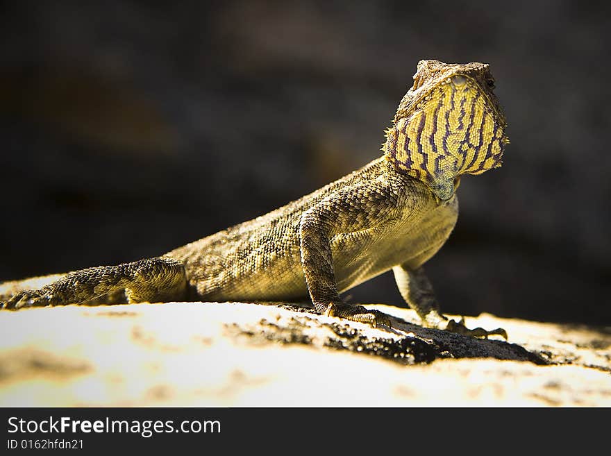 Close-up of a yellow brown lizard sitting on a rock. Close-up of a yellow brown lizard sitting on a rock