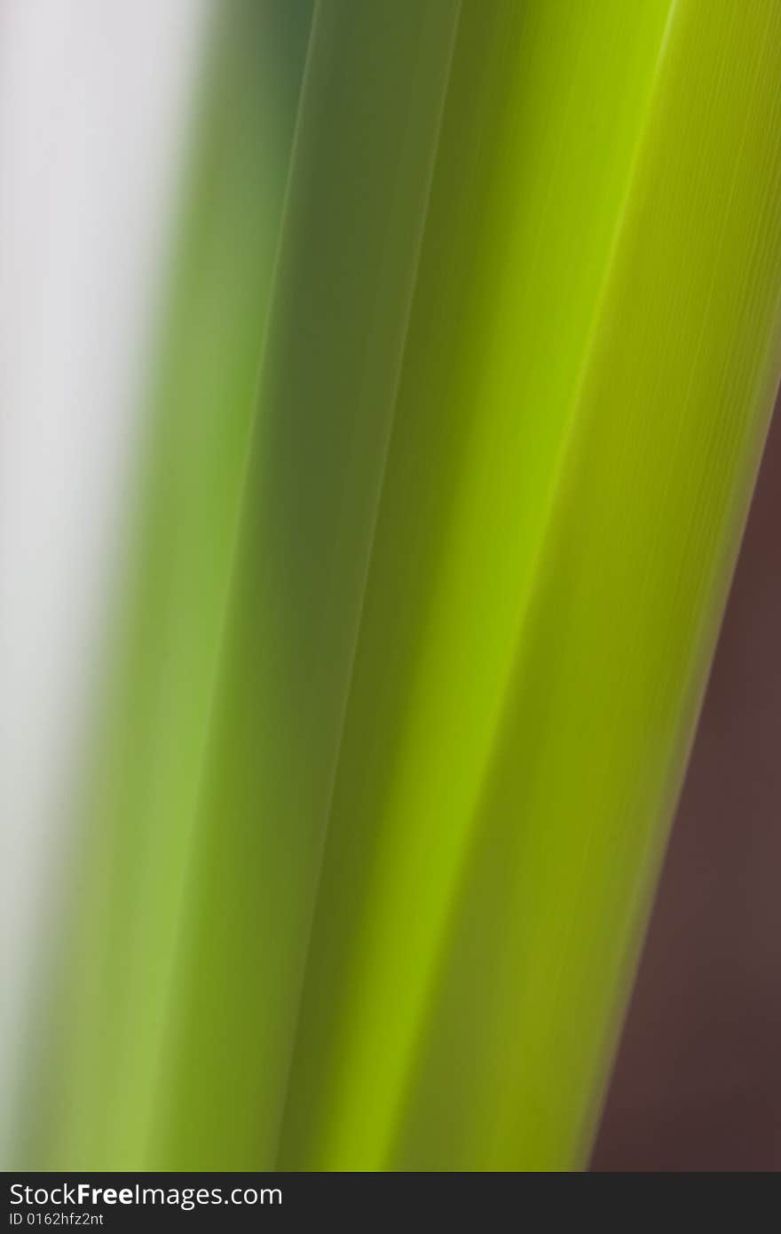 Macro of cattail leaves,this is as shot no PS. Macro of cattail leaves,this is as shot no PS