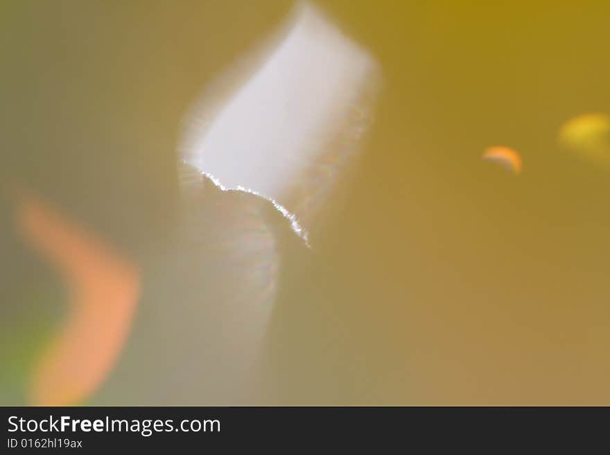 Macro of cattail leaves,this is as shot no PS. Macro of cattail leaves,this is as shot no PS