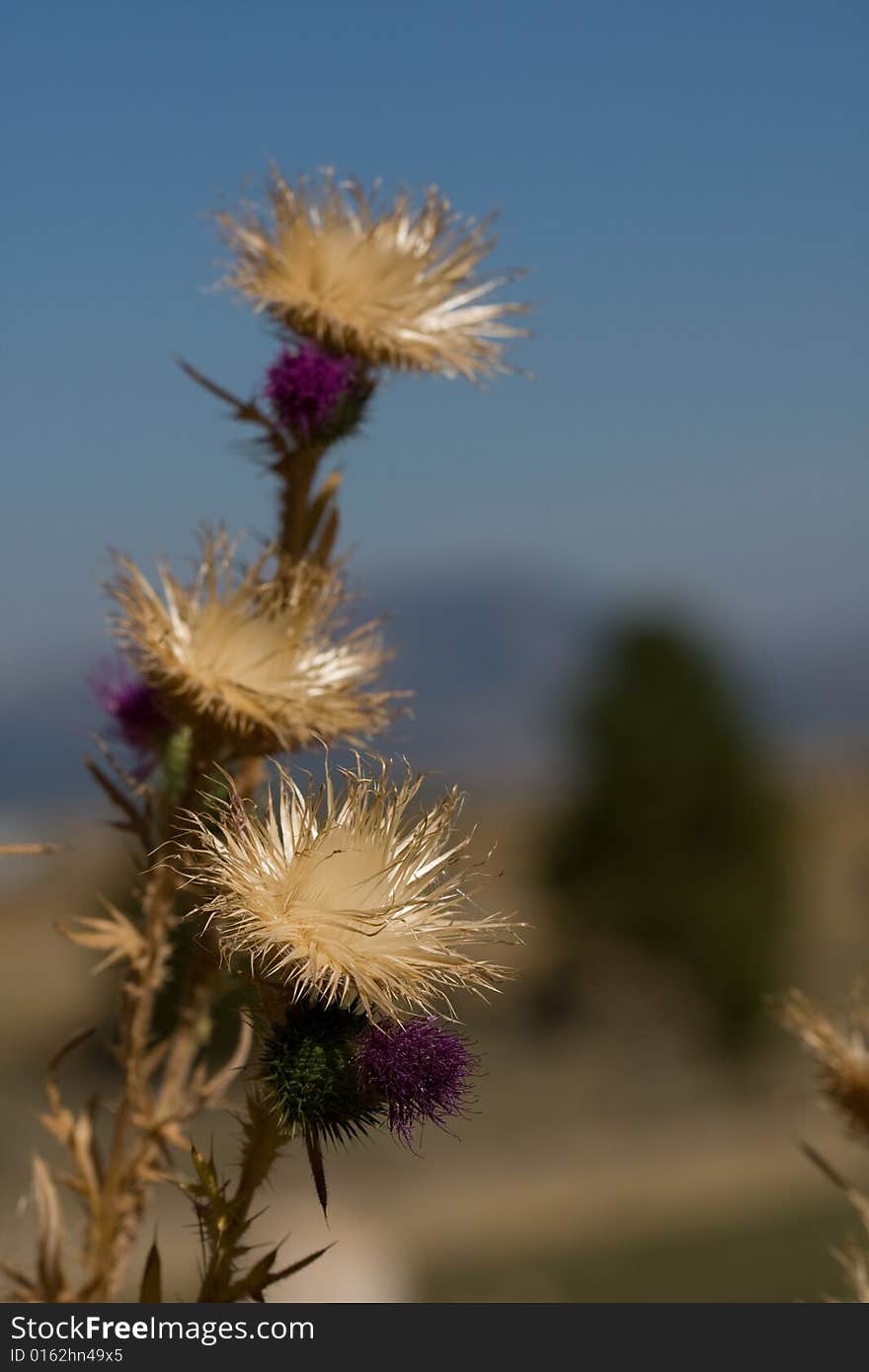 Fall thistles