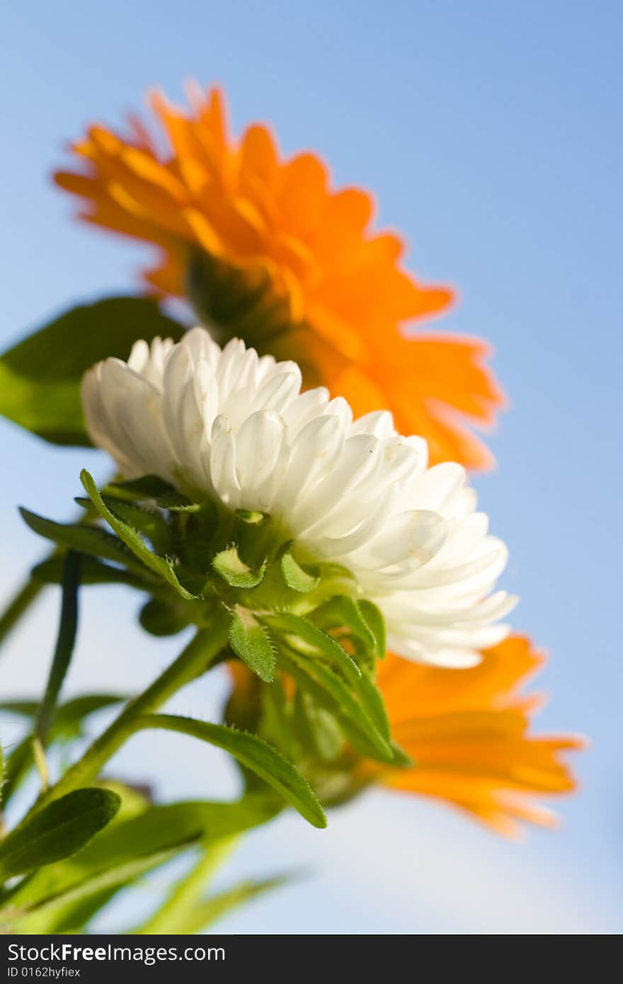 Flowers isolated on blue background.