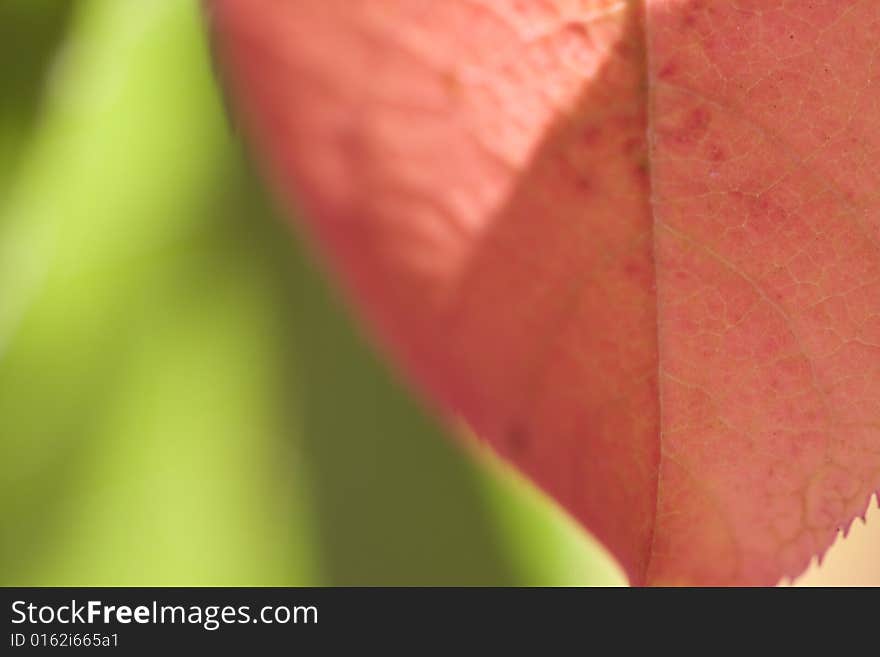 Fall leaf macro backlit by sun selective focus