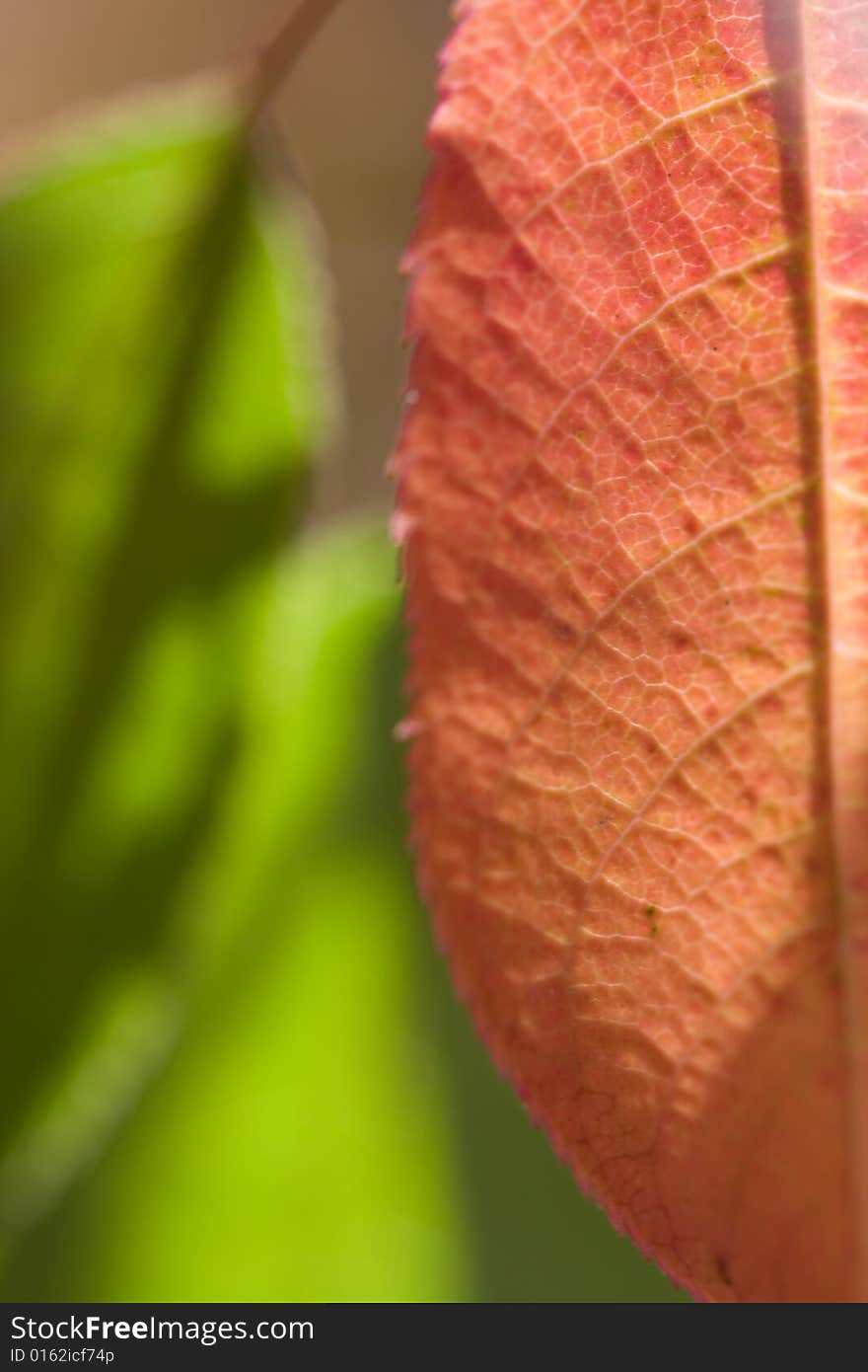 Fall leaf macro backlit by sun selective focus