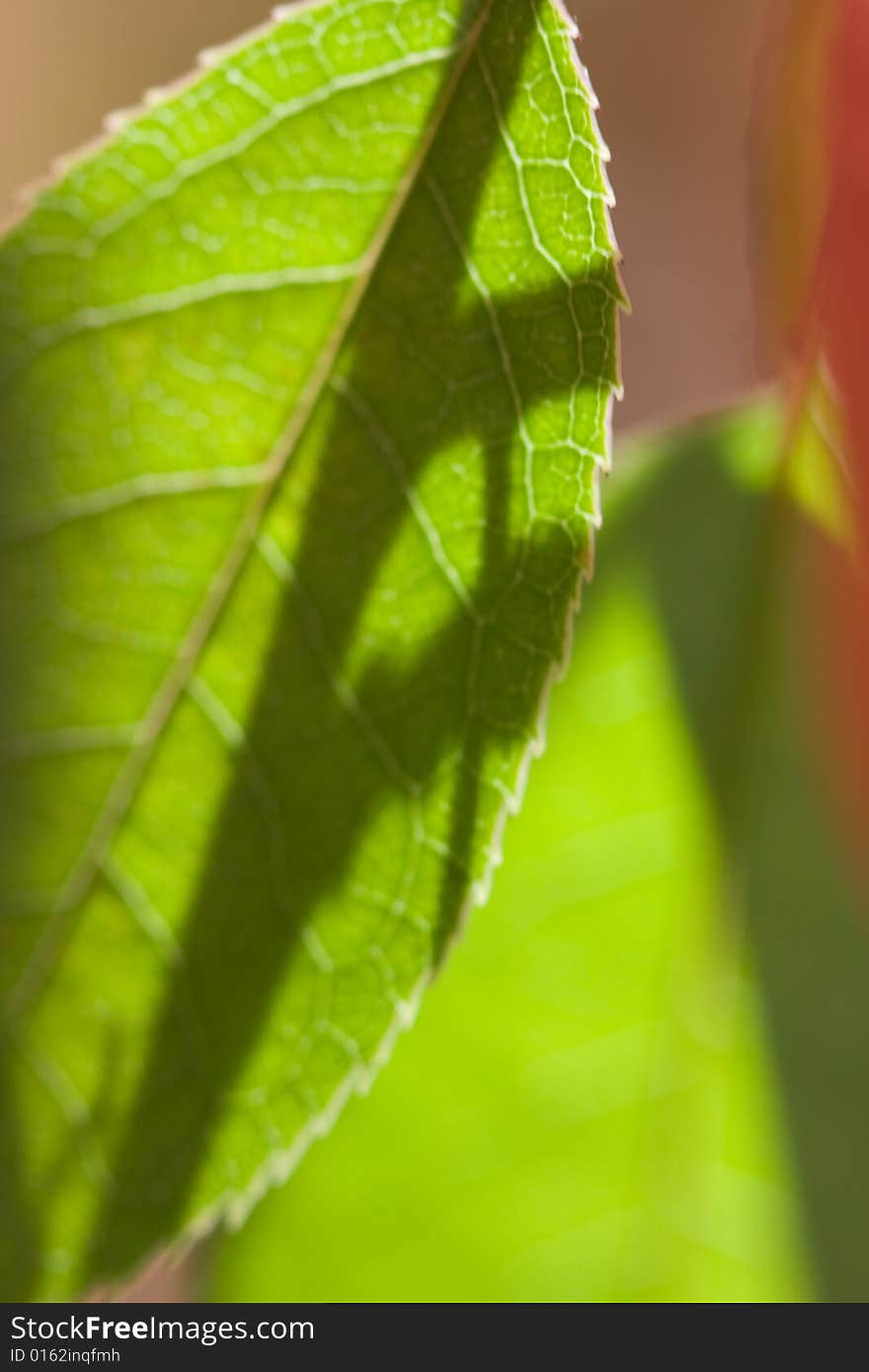 Fall leaf macro backlit by sun selective focus