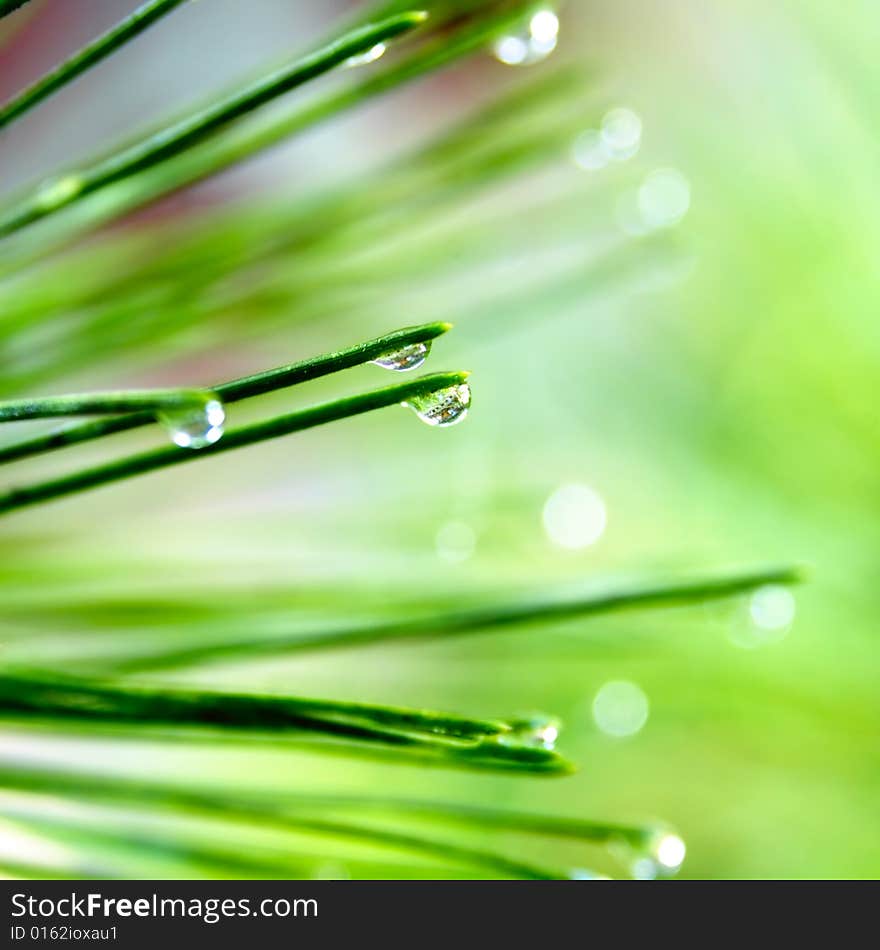 Pine needle with dewdrops in morning