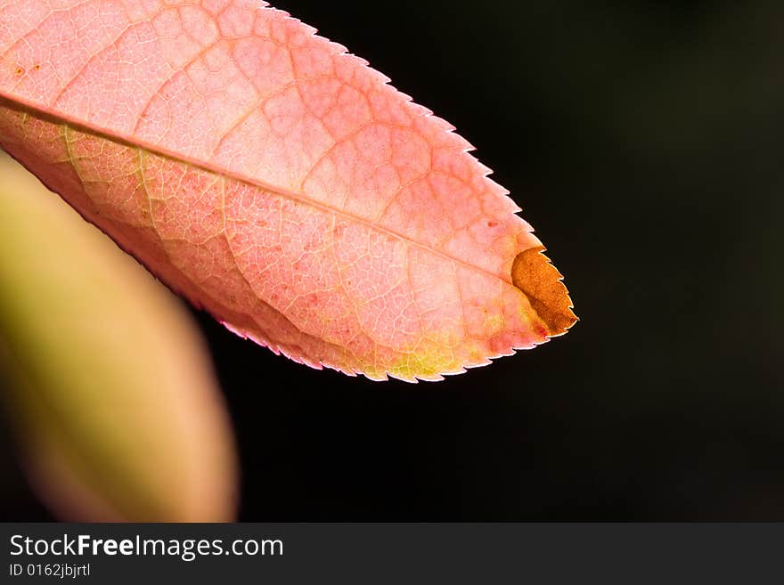 Close up of autumn leaf against out of focus background. Close up of autumn leaf against out of focus background