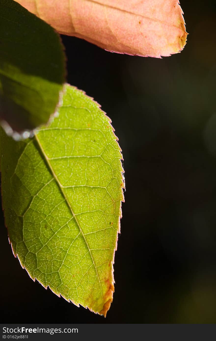 Close up of autumn leaf against out of focus background. Close up of autumn leaf against out of focus background