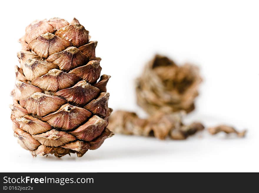 Pine cones