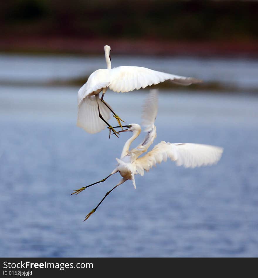 Two egrets are fighting vehemently. Two egrets are fighting vehemently