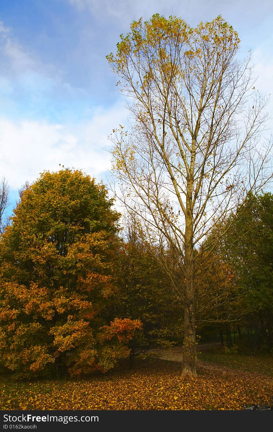 Two trees showing the variety nature