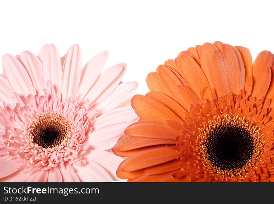 Flowers isolated on white background.