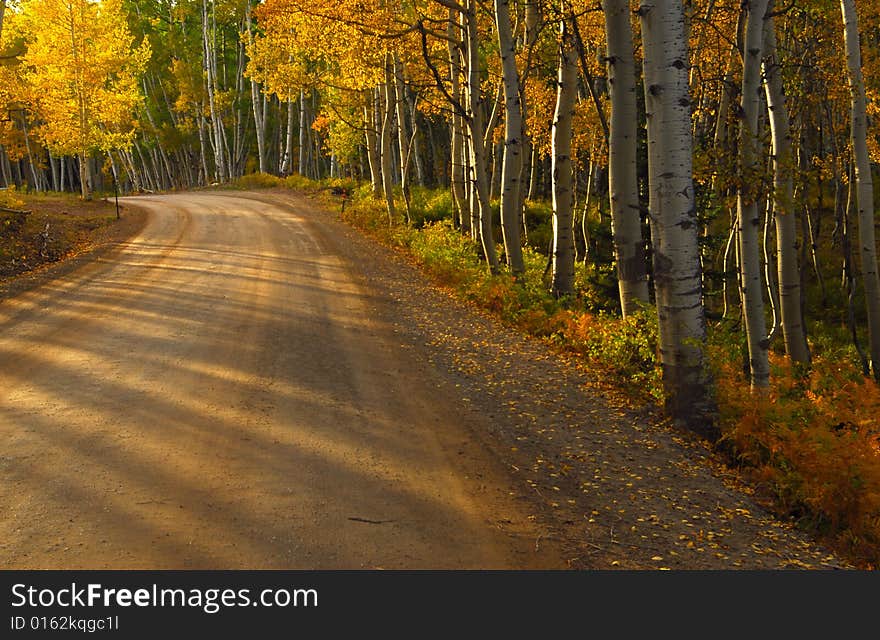 Fall foliage and country road running through forest. Fall foliage and country road running through forest