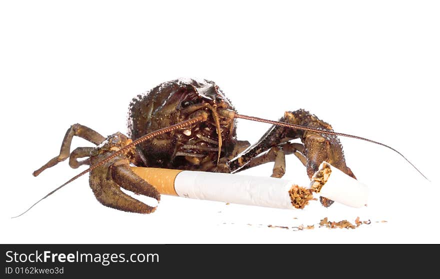 Crayfish on white