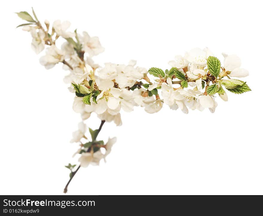 Flower isolated on white background. Flower isolated on white background.