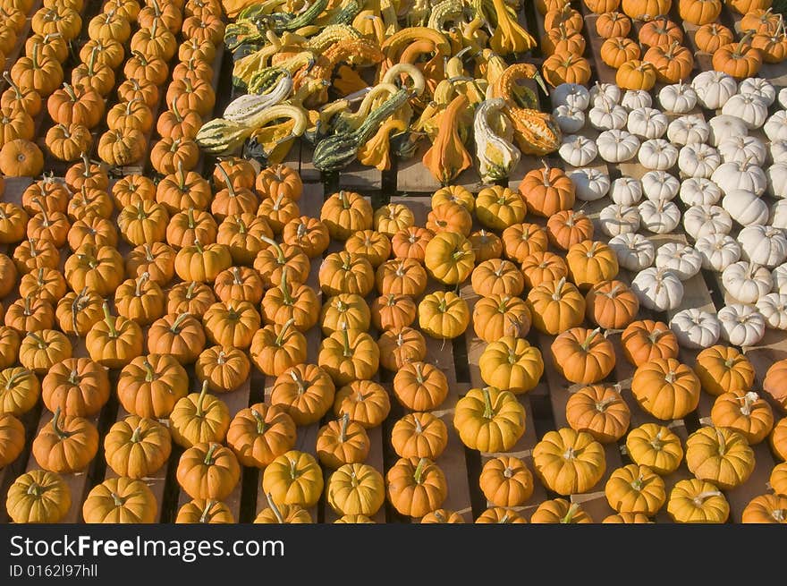 Pumpkin patch with a variety of pumpkins gourds and squash in different sizes and colors