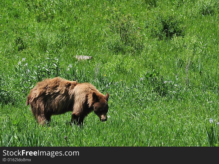 Black bear walking in a field