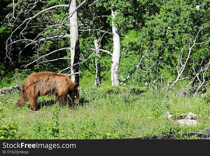 Black bear walking in a field