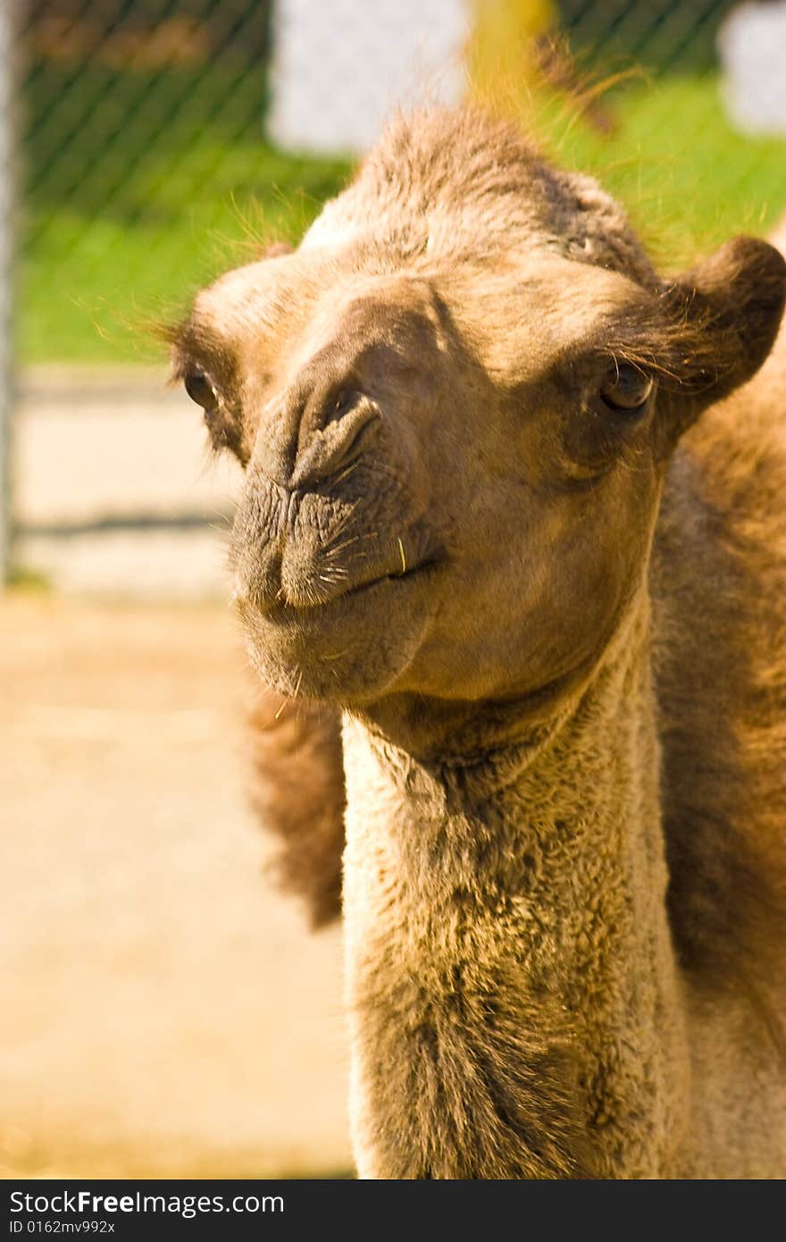 Camel