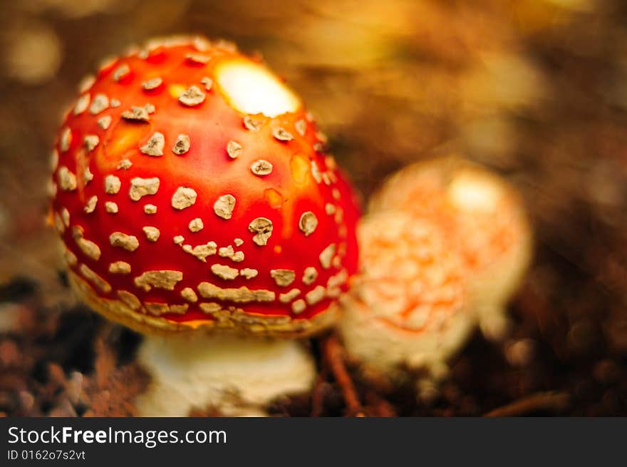 Beautiful ornamental mushroom