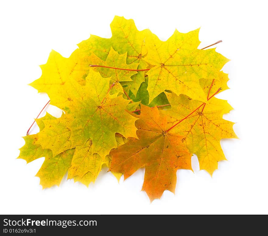 Bright leaves on white background