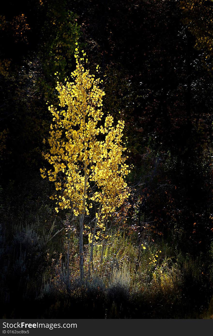 Detail of Golden Autumn Birch Leaves with Tree in Background. Detail of Golden Autumn Birch Leaves with Tree in Background