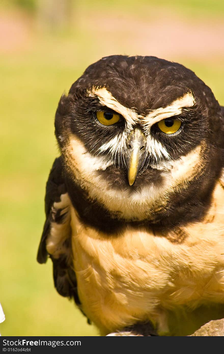 Great Horned Owl