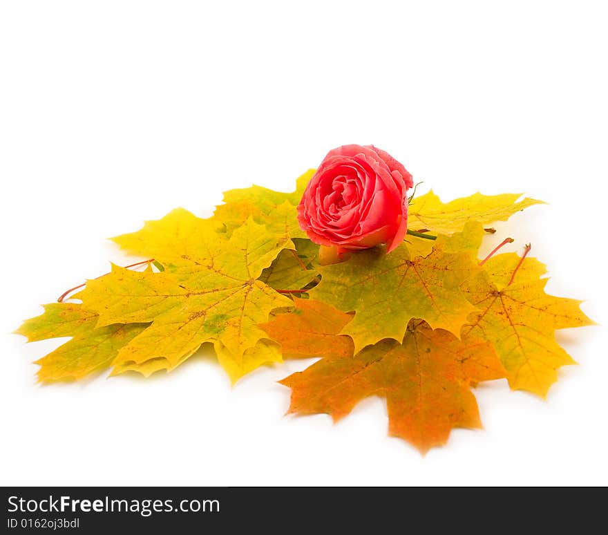 Flower beautiful scarlet rose and yellow autumn leaves of maple on white background