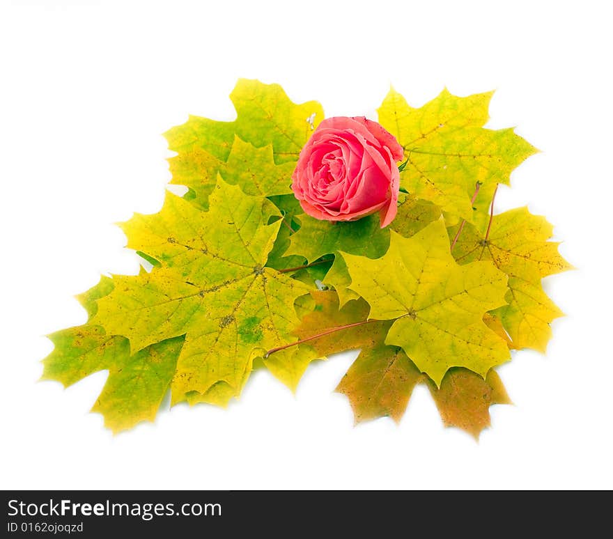 Beautiful Scarlet Rose On White Background