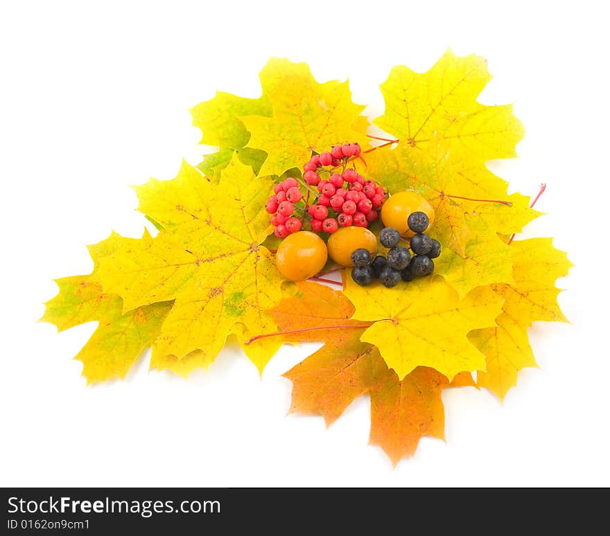 Red black berry mountain ash with plum and yellow autumn leaves of maple on white background. Red black berry mountain ash with plum and yellow autumn leaves of maple on white background