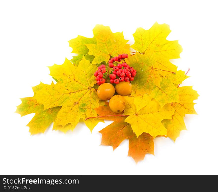 Red berry mountain ash with plum and yellow autumn leaves of maple on white background