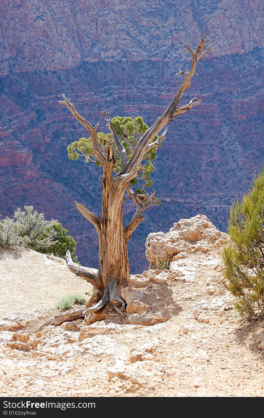 This tree sits overlooking the mighty Grand Canyon. This tree sits overlooking the mighty Grand Canyon.