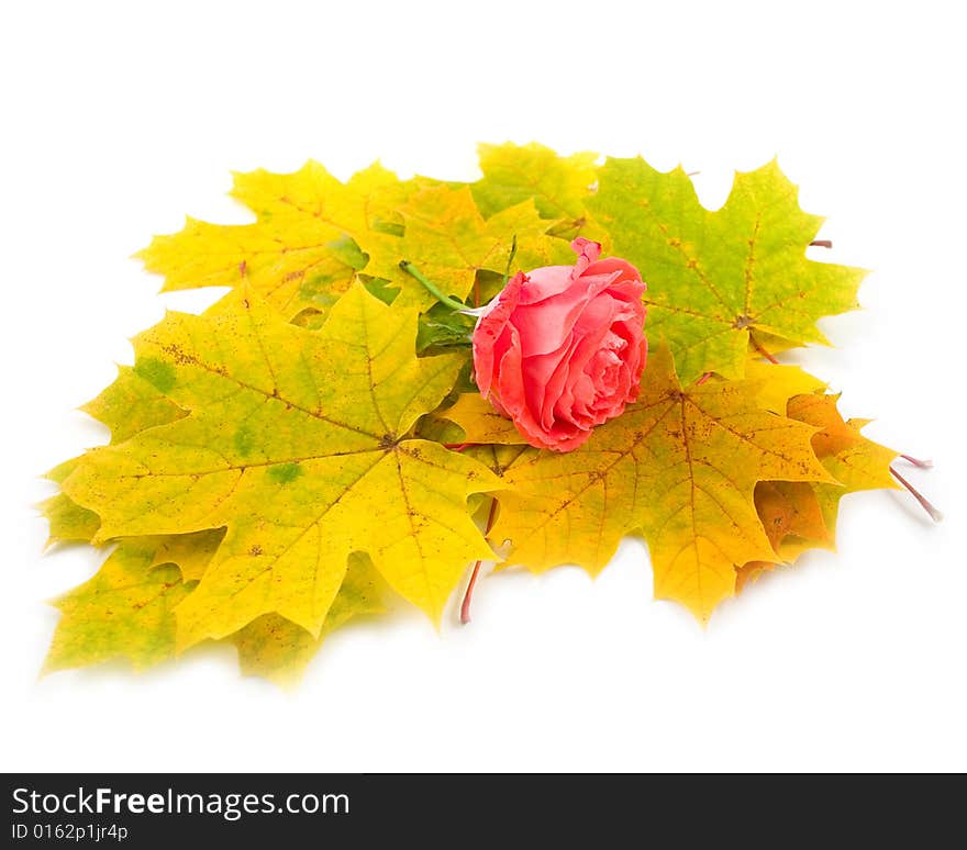 Flower beautiful scarlet rose and yellow autumn leaves of maple on white background