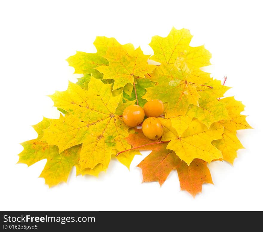 Yellow tasty plum and autumn leaves of maple on white background