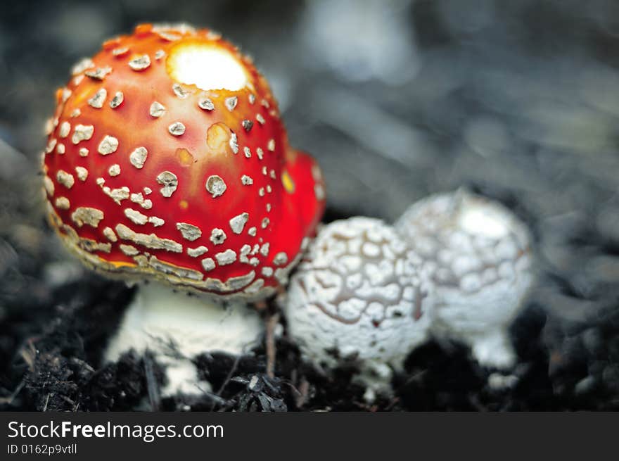 A colorful mushroom in black and white image