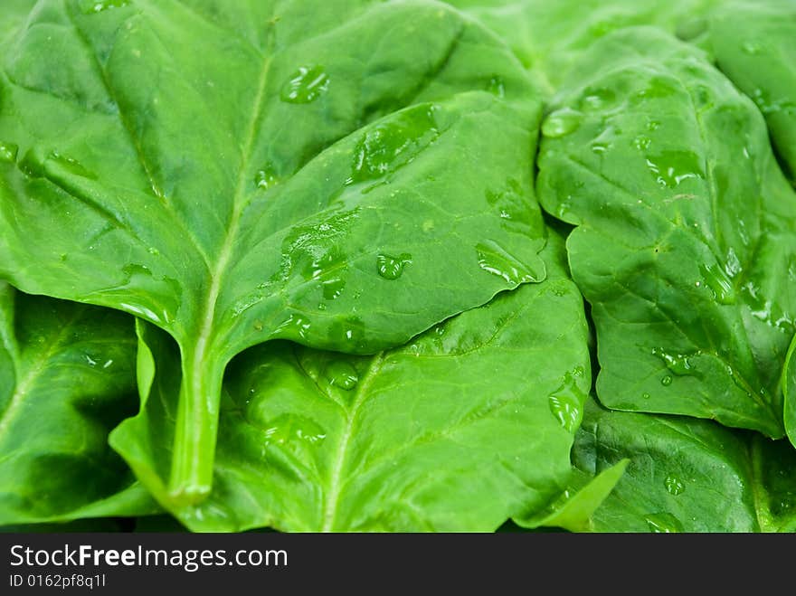 Spinach leaf - isolated on white background6