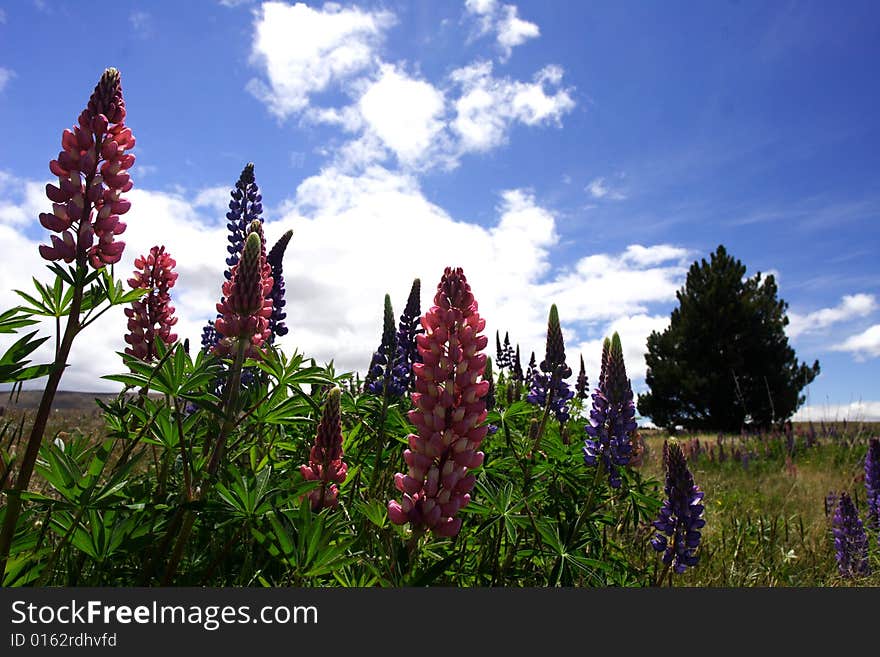 Lavenders